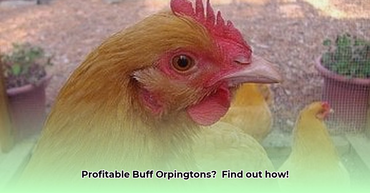 buff-orpington-tractor-supply